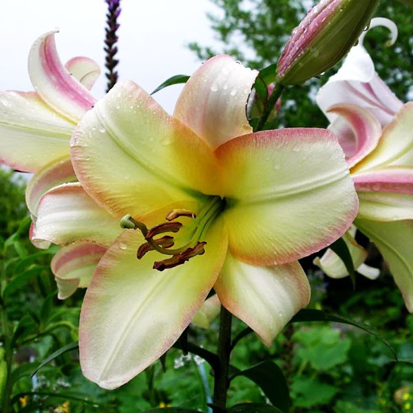  Лилия ОТ гибрид Boogie Voogie (Буги Вуги)