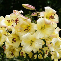  Лилия ОТ гибрид Boogie Voogie (Буги Вуги)