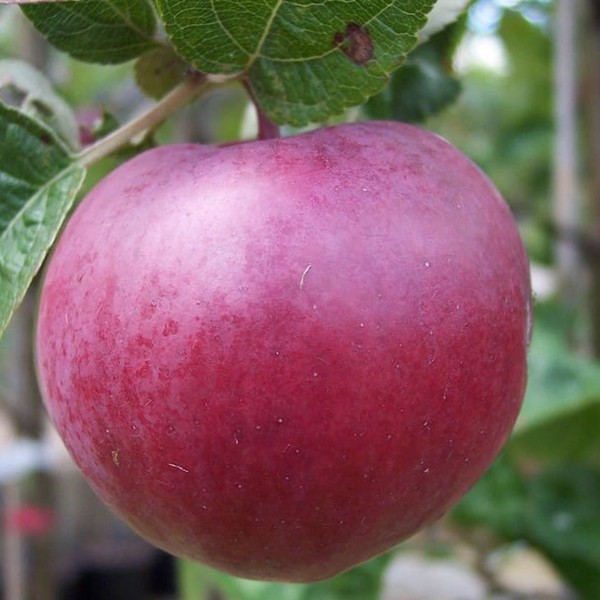 Саженцы Яблоня Спартан