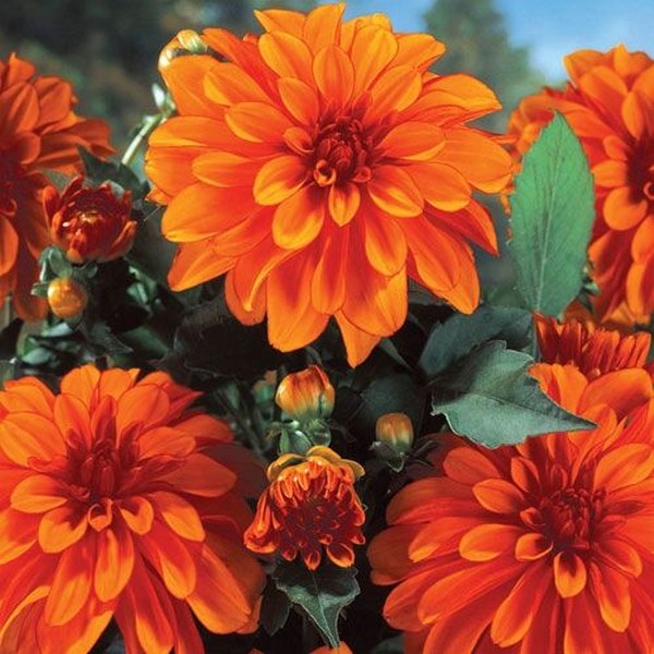 Саженцы Георгина гэллери Cobra