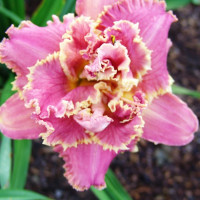 Саженцы Лилейник Venetian Fringe (Венешиан Фриндж)