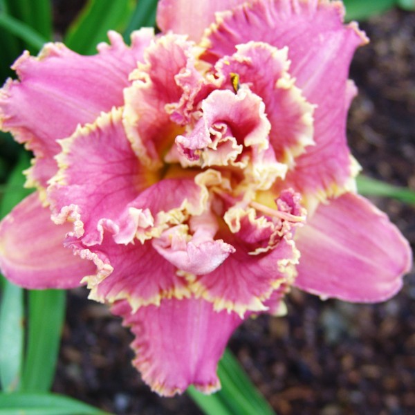 Саженцы Лилейник Venetian Fringe (Венешиан Фриндж)