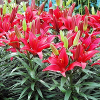  Лилия азиатская Tini Ghost (Тайни Гост)