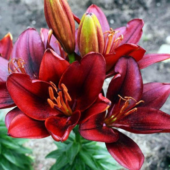  Лилия азиатская Tini Ghost (Тайни Гост)