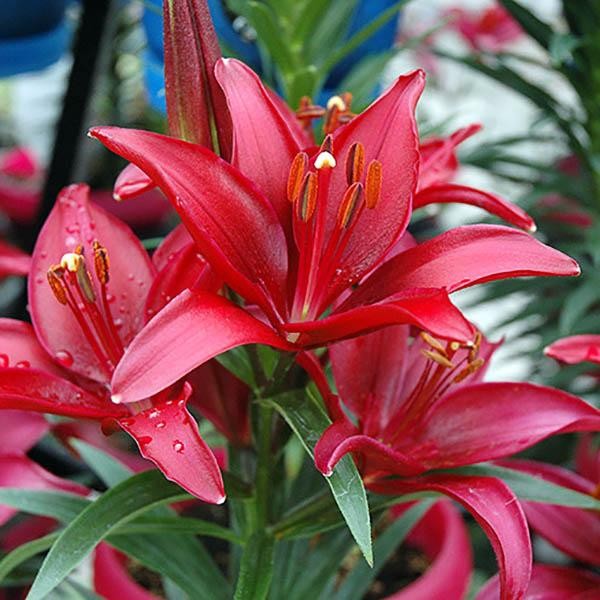  Лилия азиатская Tini Ghost (Тайни Гост)