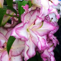  Лилия восточная Beautytrend (Бьютитренд)