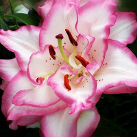  Лилия восточная Beautytrend (Бьютитренд)