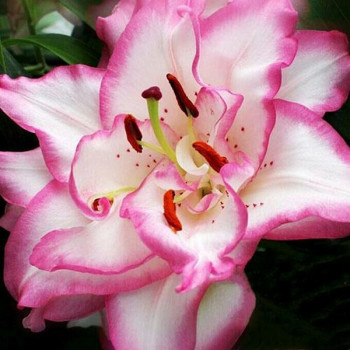  Лилия восточная Beautytrend (Бьютитренд)