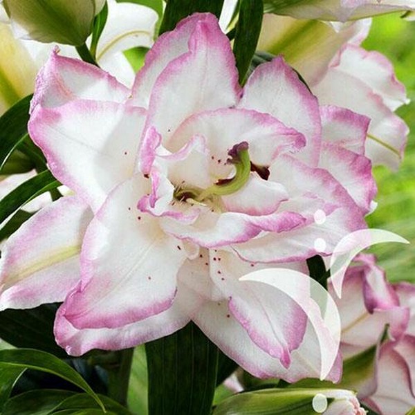  Лилия восточная Beautytrend (Бьютитренд)