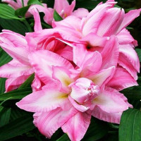  Лилия восточная Beautytrend (Бьютитренд)