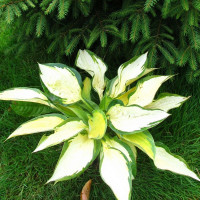 Саженцы Хоста Orange Marmalade (Оранж Мармалэйд) М