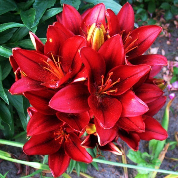  Лилия азиатская Tiny Rocket (Тайни Рокет)