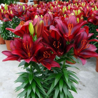  Лилия азиатская Tiny Rocket (Тайни Рокет)