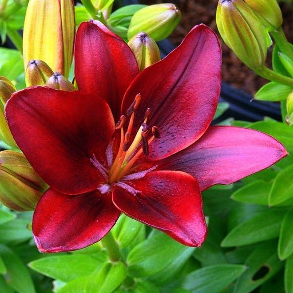  Лилия азиатская Tiny Rocket (Тайни Рокет)