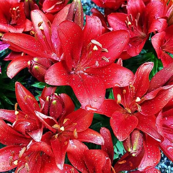  Лилия азиатская Tiny Rocket (Тайни Рокет)