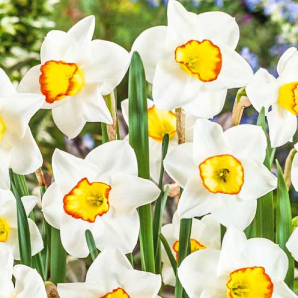 Нарцисс мелкокорончатый Гуз Грин (в упаковке - 3шт.)