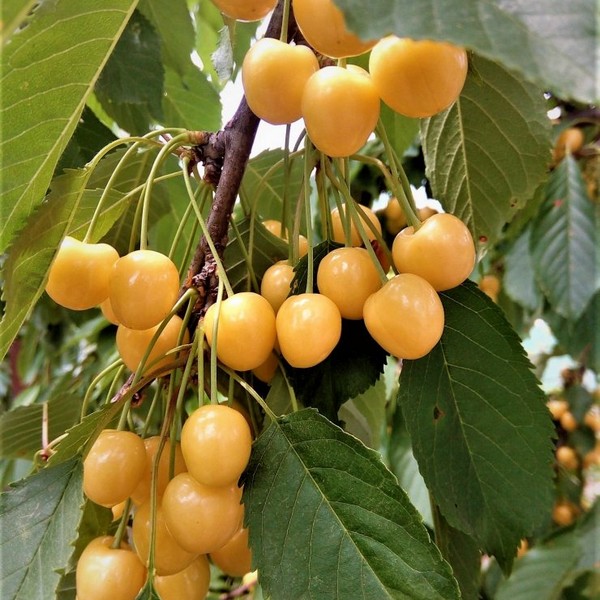 Саженцы Черешня Янтарная