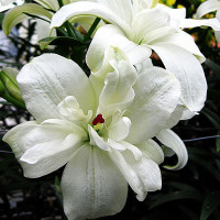  Лилия азиатская Annemarie's Dream (Аннамари Дрим)