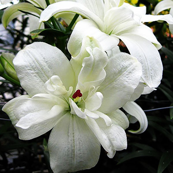  Лилия азиатская Annemarie's Dream (Аннамари Дрим)