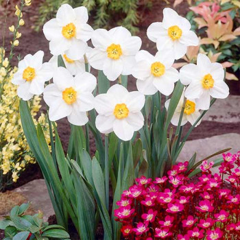 Нарцисс мелкокорончатый Вергер (в упаковке - 3шт.)