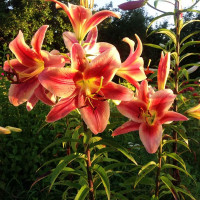  Лилия ОТ гибрид Montego Bay (Монтего Бэй)