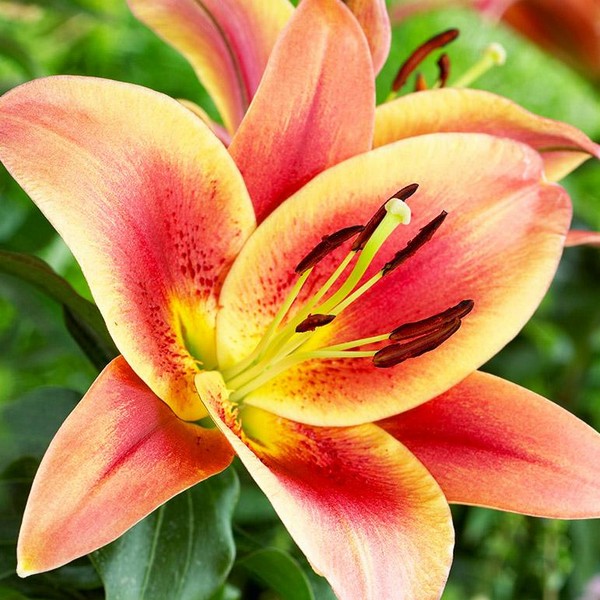  Лилия ОТ гибрид Montego Bay (Монтего Бэй)