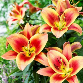  Лилия ОТ гибрид Montego Bay (Монтего Бэй)