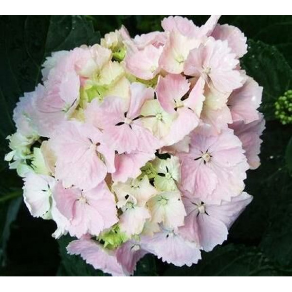 Гортензия крупнолистная Sinderella (Синдерела)