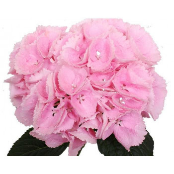 Гортензия крупнолистная Sinderella (Синдерела)