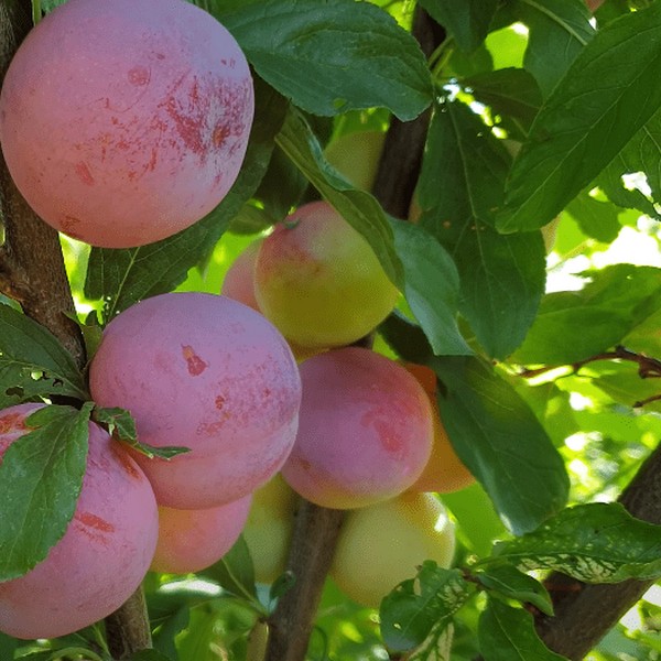 Саженцы Слива Супериор