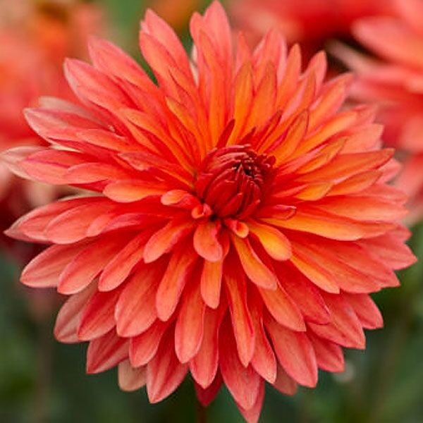 Саженцы Георгина мелоди Swing