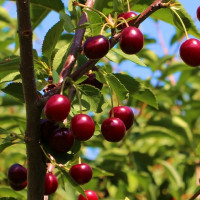 Саженцы Вишня Надежда