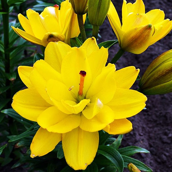  Лилия азиатская Yellow Bellies (Йеллоу Беллиз)