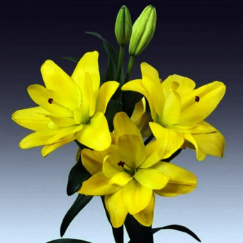  Лилия азиатская Yellow Bellies (Йеллоу Беллиз)