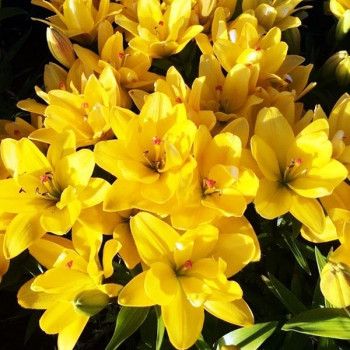  Лилия азиатская Yellow Bellies (Йеллоу Беллиз)