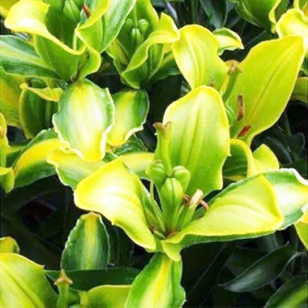  Лилия азиатская Yellow Parrot (Йеллоу Пэррот)