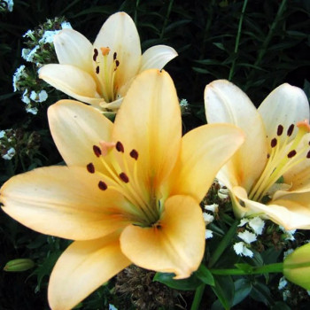  Лилия ЛА гибрид Champagne Diamond (Шампань Диамонд)