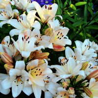  Лилия ЛА гибрид Champagne Diamond (Шампань Диамонд)