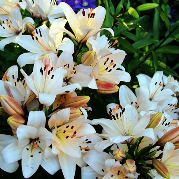  Лилия ЛА гибрид Champagne Diamond (Шампань Диамонд)