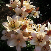  Лилия ЛА гибрид Champagne Diamond (Шампань Диамонд)