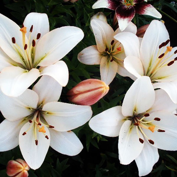  Лилия ЛА гибрид Champagne Diamond (Шампань Диамонд)