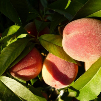 Саженцы Персик Ранний Кубани