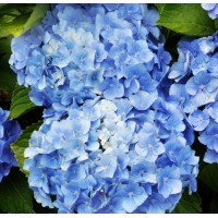Гортензия крупнолистная Blauer Zwerg (Блау Цверг)