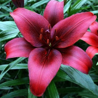  Лилия азиатская Black Jack (Блэк Джек)