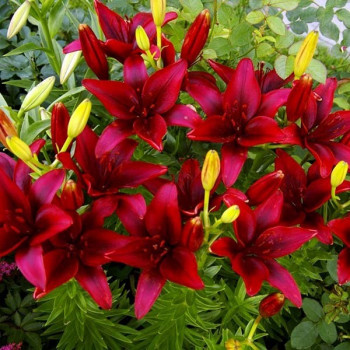  Лилия азиатская Black Jack (Блэк Джек)