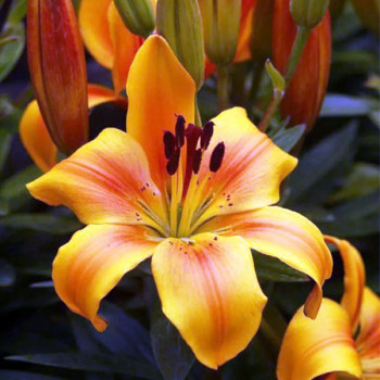  Лилия азиатская Golden Joy (Голден Джой)