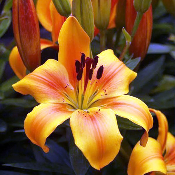  Лилия азиатская Golden Joy (Голден Джой)