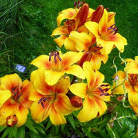  Лилия азиатская Golden Joy (Голден Джой)