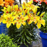  Лилия азиатская Golden Joy (Голден Джой)