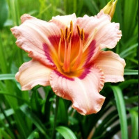 Саженцы Лилейник Peach Candy (Пич Кэнди)